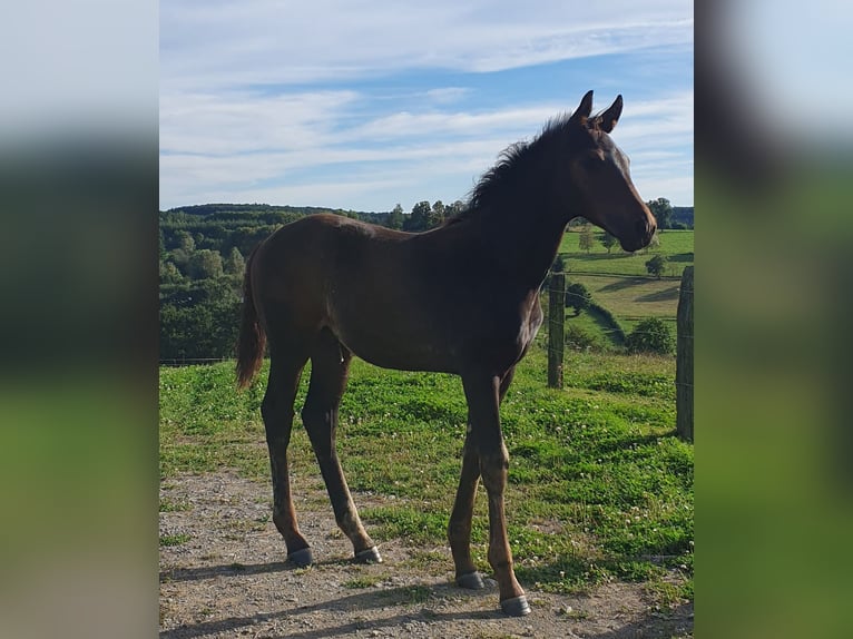 Westfaal Hengst veulen (06/2024) Bruin in Wenden