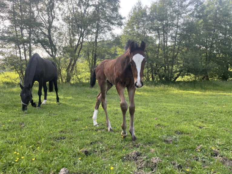 Westfaal Hengst Veulen (04/2026) Bruin in Wipperfürth