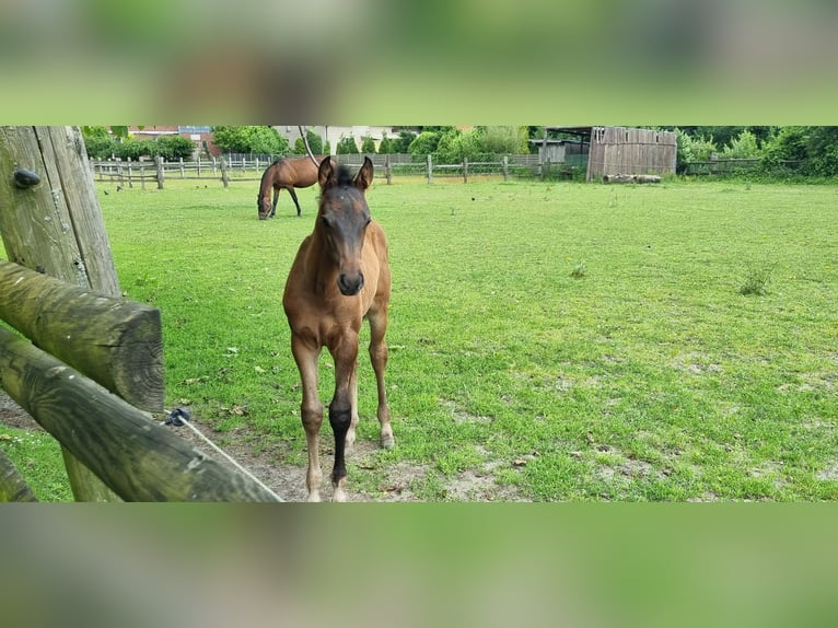 Westfaal Hengst veulen (04/2024) Bruin in Schermbeck