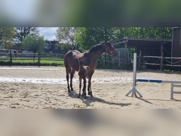 Westfaal Hengst veulen (04/2024) Bruin in Schermbeck