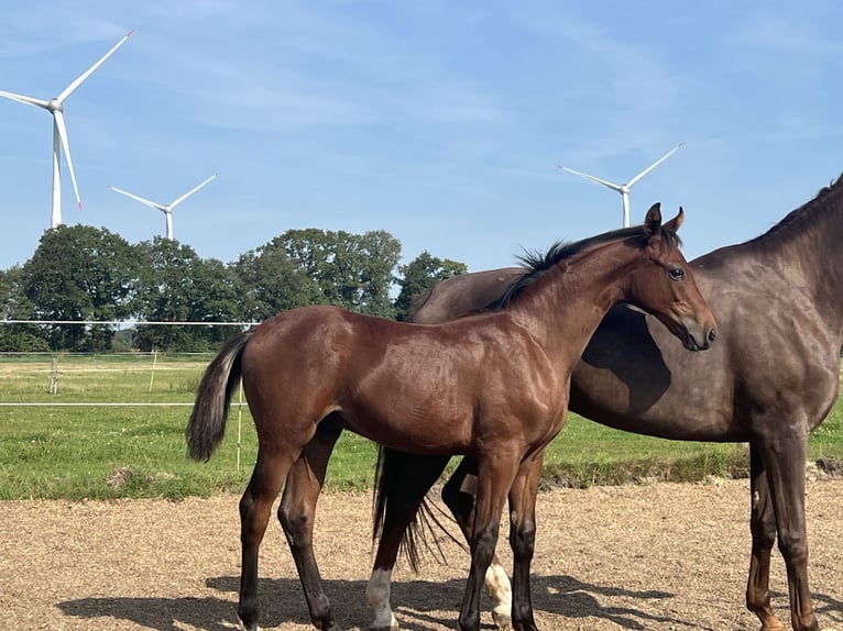 Westfaal Hengst veulen (03/2024) Bruin in Hörstel