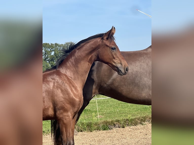 Westfaal Hengst veulen (03/2024) Bruin in Hörstel