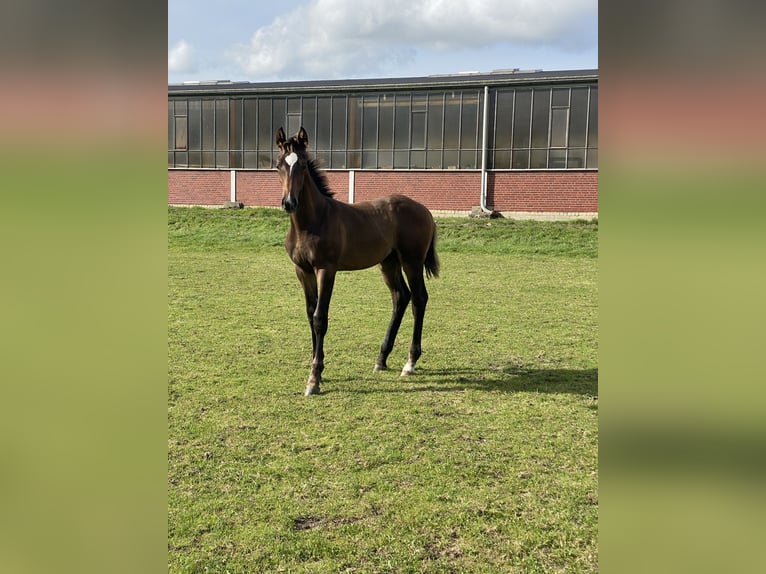 Westfaal Hengst  Bruin in Ascheberg