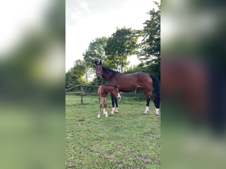 Westfaal Hengst  Bruin in L&#xFC;dinghausen