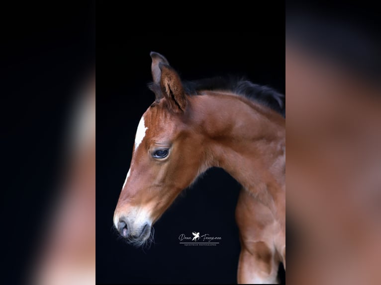 Westfaal Hengst Veulen (05/2025) Bruin in Neuenkirchen-V&#xF6;rden