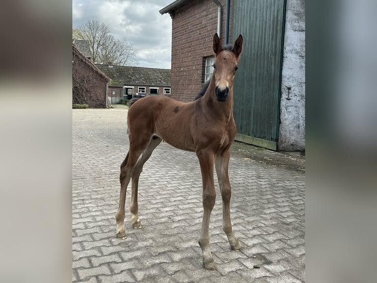 Westfaal Hengst veulen (03/2024) Bruin in Rees