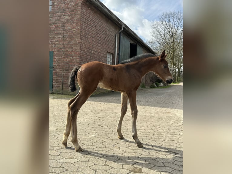 Westfaal Hengst veulen (03/2024) Bruin in Rees