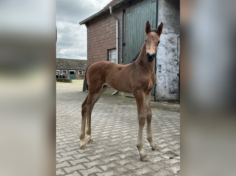 Westfaal Hengst veulen (03/2024) Bruin in Rees