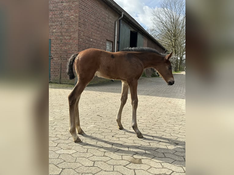 Westfaal Hengst veulen (03/2024) Bruin in Rees