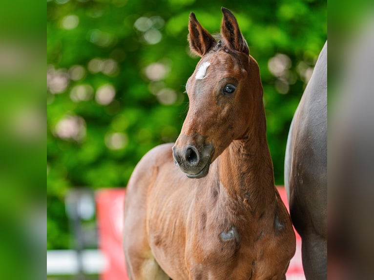 Westfaal Hengst Veulen (05/2026) Bruin in Mnster-Handorf