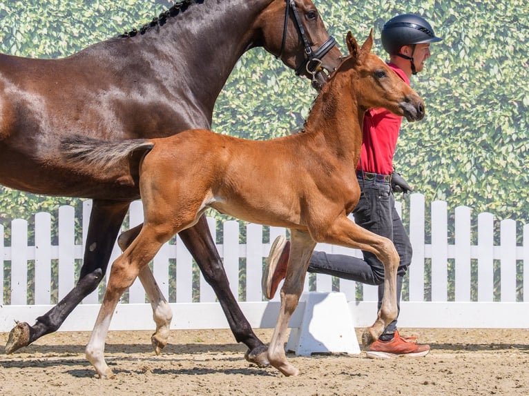 Westfaal Hengst Veulen (05/2026) Bruin in Mnster-Handorf