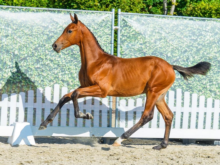 Westfaal Hengst Veulen (03/2026) Bruin in Mnster-Handorf