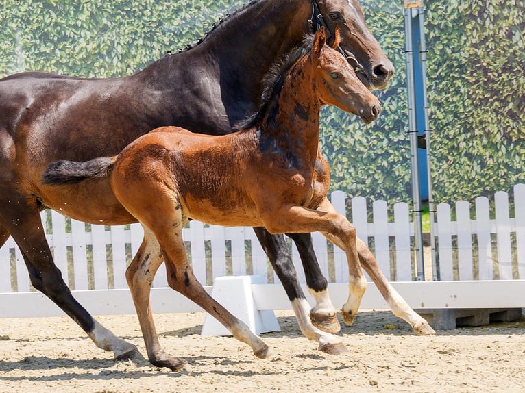 Westfaal Hengst Veulen (05/2026) Bruin in Mnster-Handorf