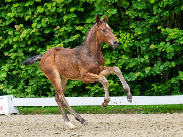 Westfaal Hengst Veulen (05/2026) Bruin in Mnster-Handorf