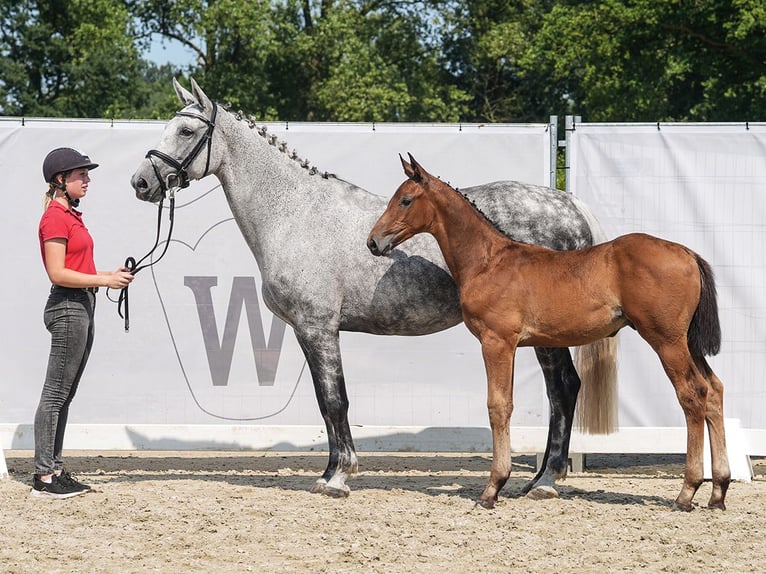 Westfaal Hengst veulen (05/2024) Bruin in Münster-Handorf