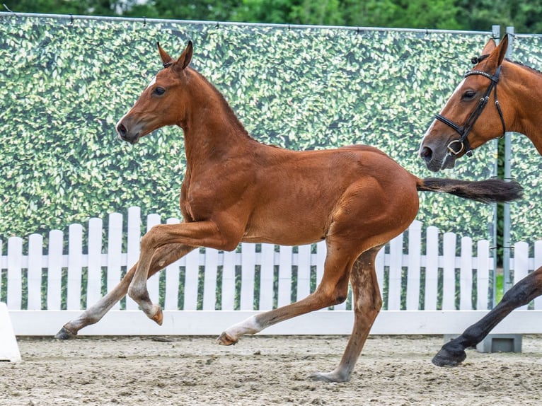Westfaal Hengst  Bruin in M&#xFC;nster Handorf
