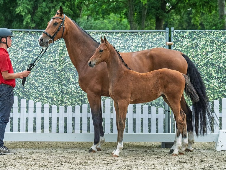 Westfaal Hengst  Bruin in M&#xFC;nster Handorf