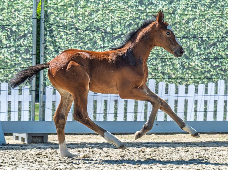 Westfaal Hengst  Bruin in M&#xFC;nster Handorf