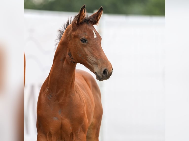 Westfaal Hengst veulen (06/2024) Bruin in Münster-Handorf