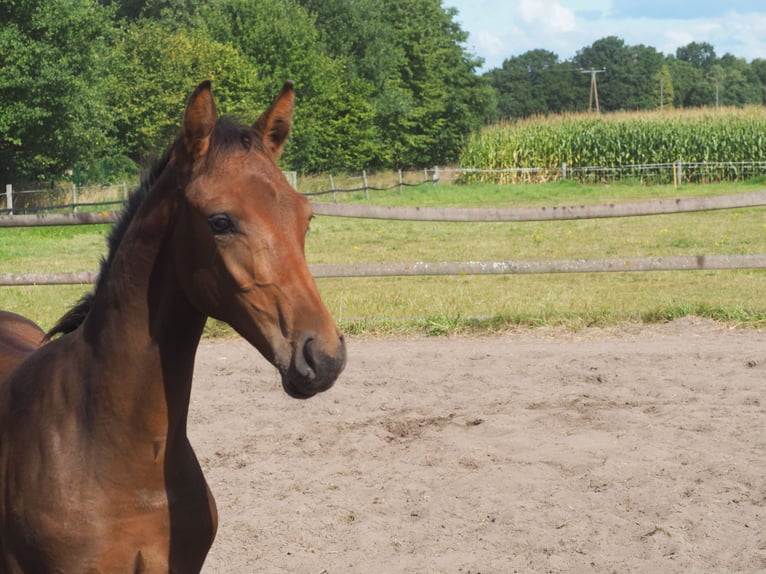 Westfaal Hengst Veulen (04/2025) Bruin in Recke