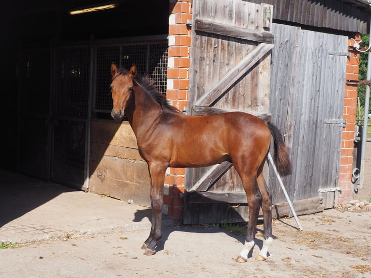 Westfaal Hengst Veulen (04/2025) Bruin in Recke