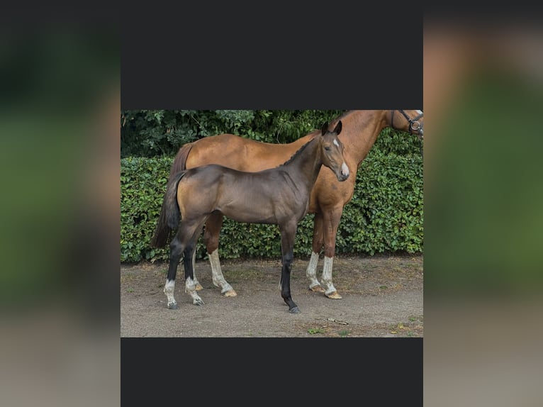 Westfaal Hengst Veulen (03/2025) Donkerbruin in Aachen