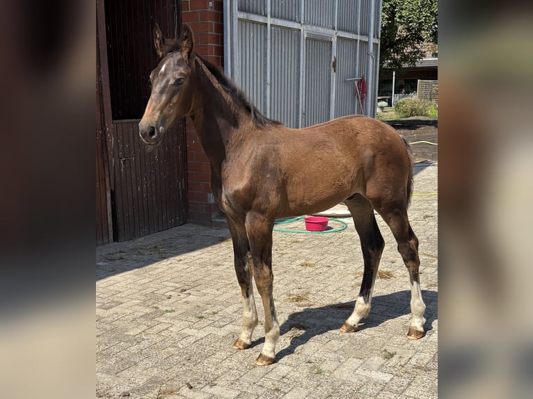 Westfaal Hengst Veulen (04/2025) Donkerbruin in Beesten