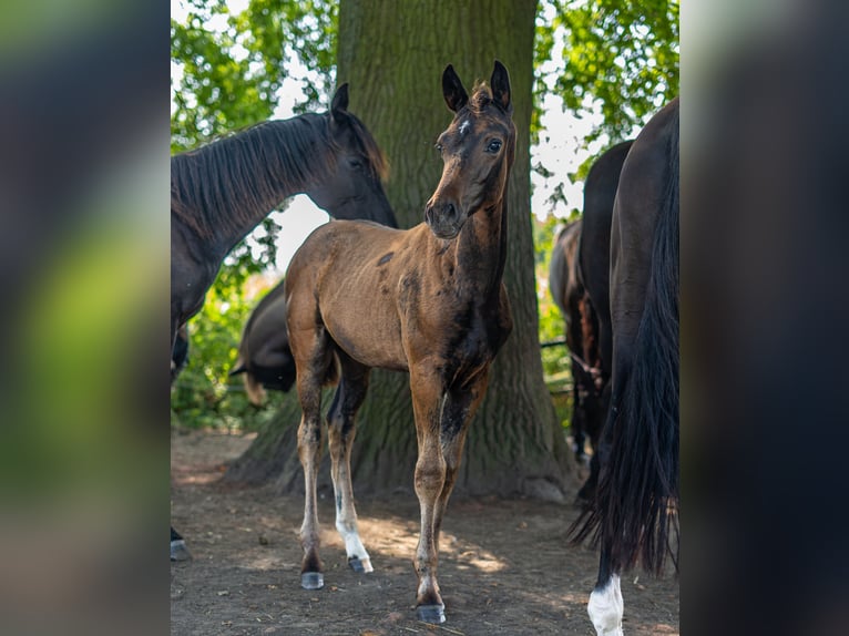 Westfaal Hengst veulen (06/2024) Donkerbruin in Werne