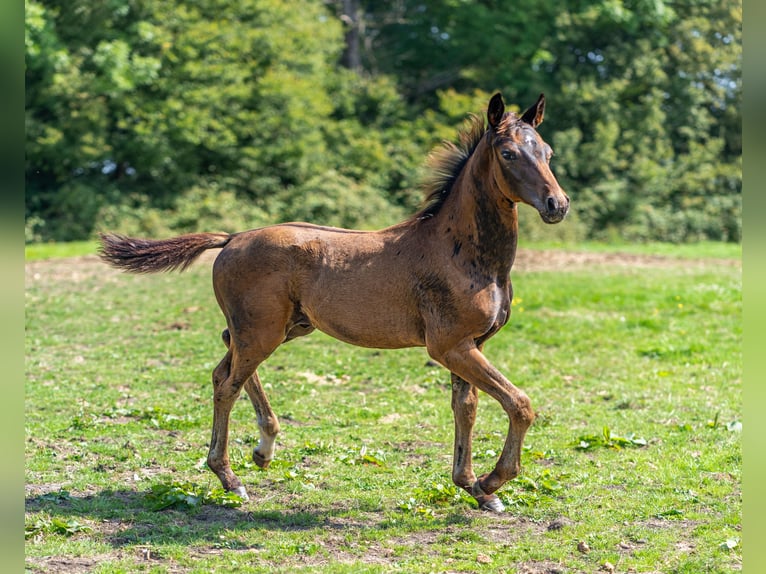 Westfaal Hengst veulen (06/2024) Donkerbruin in Werne