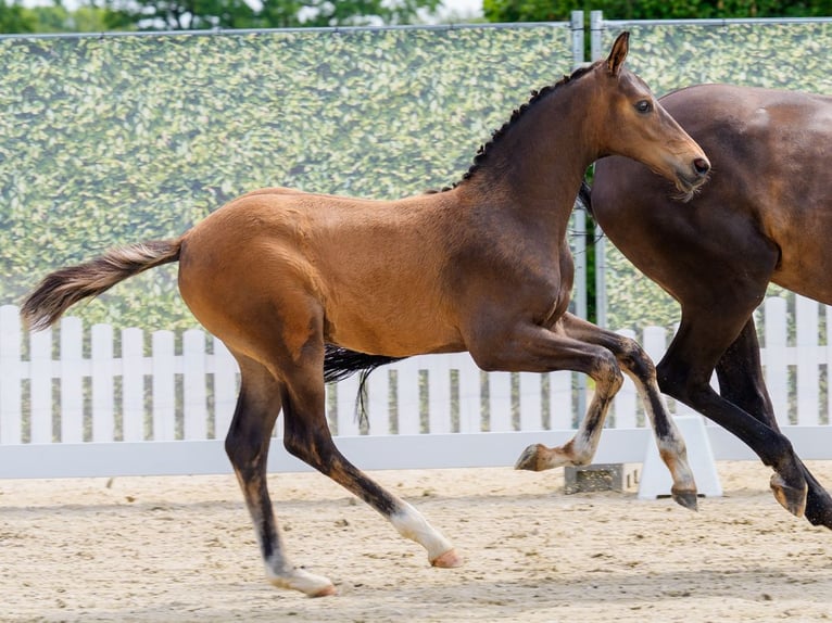 Westfaal Hengst Veulen (04/2026) Donkerbruin in Mnster-Handorf