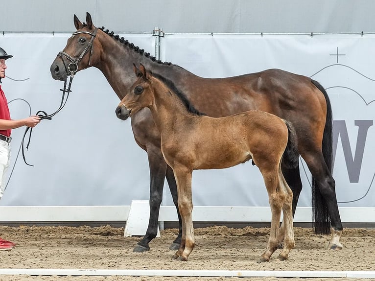 Westfaal Hengst veulen (05/2024) Donkerbruin in Münster-Handorf