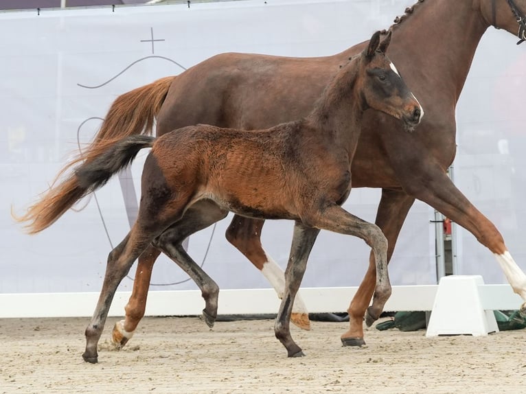 Westfaal Hengst veulen (01/2024) Donkerbruin in Münster-Handorf