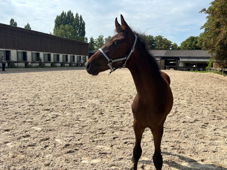 Westfaal Hengst Veulen (03/2025) Donkerbruin in Ratingen