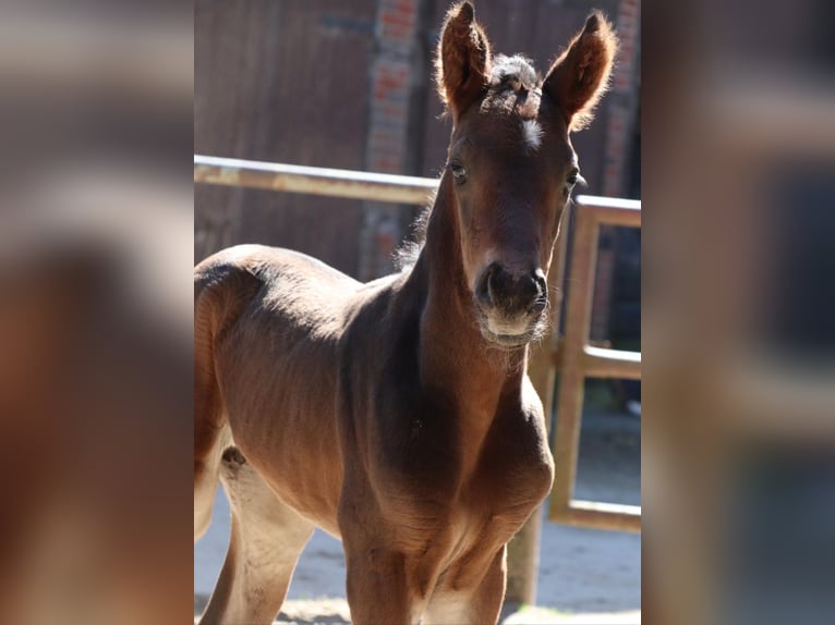 Westfaal Hengst  Donkerbruin in Lippstadt