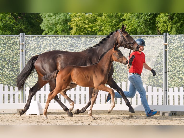 Westfaal Hengst  Donkerbruin in Lippstadt