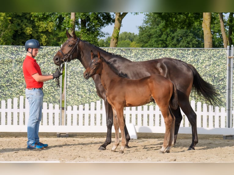 Westfaal Hengst  Donkerbruin in Lippstadt