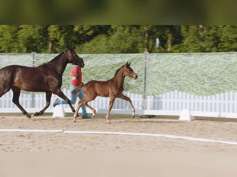 Westfaal Hengst  Donkerbruin in Lippstadt