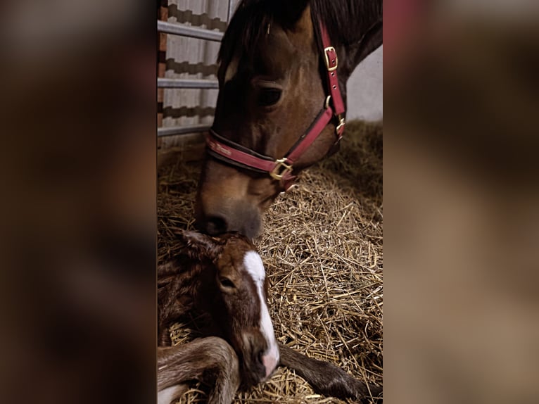 Westfaal Hengst Veulen (03/2026) Donkerbruin in Remscheid