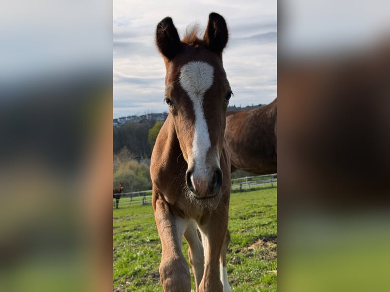 Westfaal Hengst Veulen (03/2026) Donkerbruin in Remscheid