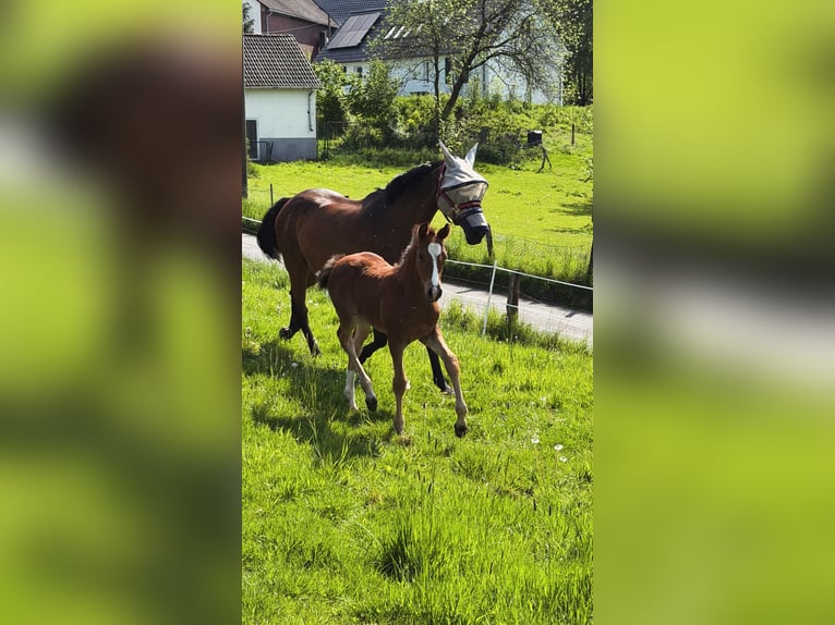 Westfaal Hengst Veulen (03/2026) Donkerbruin in Remscheid