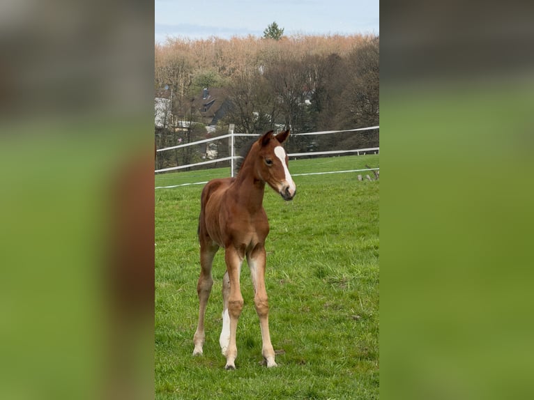 Westfaal Hengst Veulen (03/2026) Donkerbruin in Remscheid
