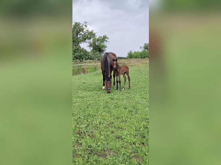 Westfaal Hengst  Donkerbruin in Ruppichteroth