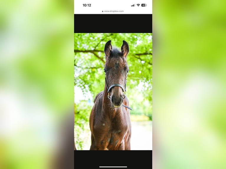 Westfaal Hengst Veulen (05/2025) Donkerbruin in Ibbenb&#xFC;ren