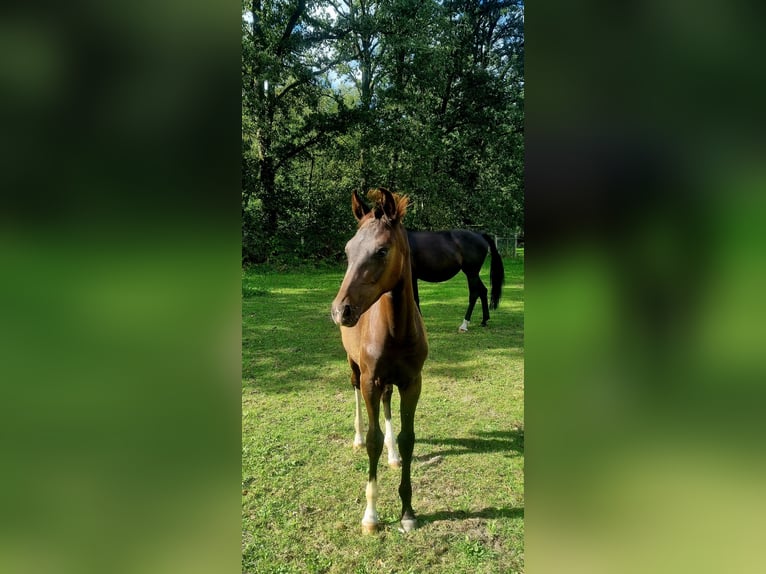 Westfaal Hengst Veulen (05/2026) Donkerbruin in Versmold