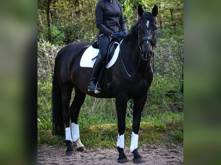 Westfaal Hengst Veulen (05/2026) Donkerbruin in Versmold