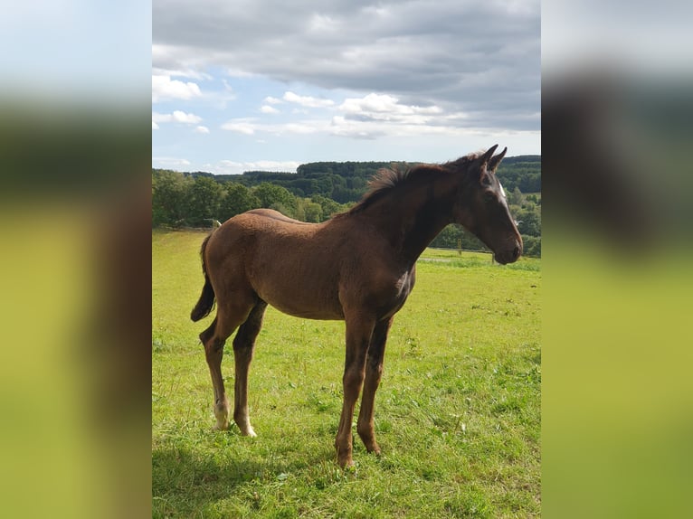 Westfaal Hengst veulen (05/2024) Donkerbruin in Wenden