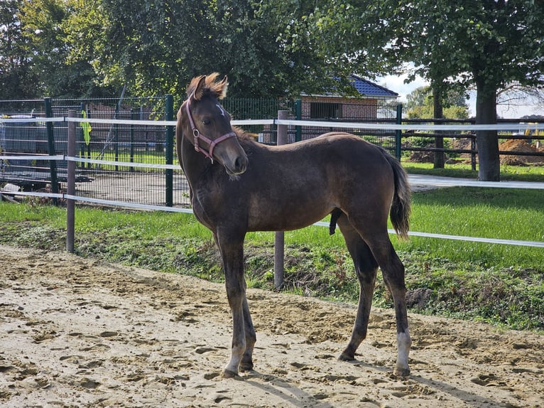 Westfaal Hengst veulen (06/2024) Donkerbruin in Dorsten