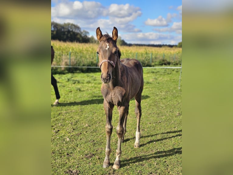 Westfaal Hengst veulen (06/2024) Donkerbruin in Dorsten