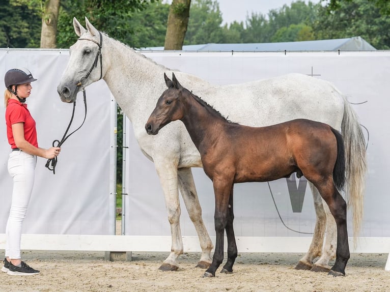 Westfaal Hengst veulen (06/2024) Donkerbruin in Borchen