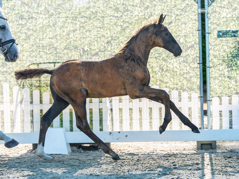 Westfaal Hengst Veulen (06/2026) Donkerbruin in Mnster-Handorf